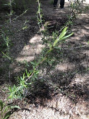 Cercocarpus ledifolius