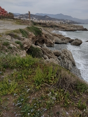 Matthiola tricuspidata