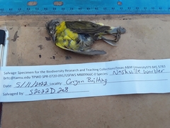 Leiothlypis ruficapilla