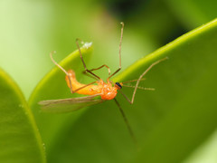 Monarthropalpus flavus