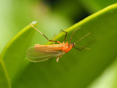 Monarthropalpus flavus
