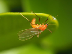 Monarthropalpus flavus