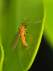 Monarthropalpus flavus