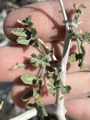 Psorothamnus fremontii