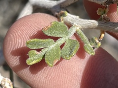 Psorothamnus fremontii