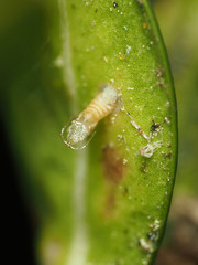 Monarthropalpus flavus