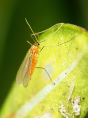 Monarthropalpus flavus