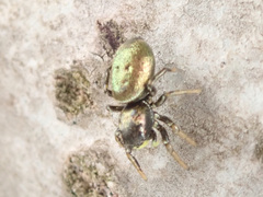 Heliophanus auratus