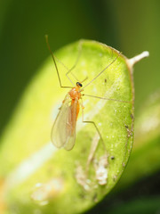 Monarthropalpus flavus