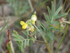 Hippocrepis ciliata
