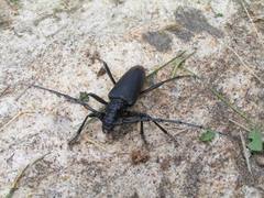 Cerambyx cerdo