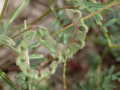 Hippocrepis ciliata