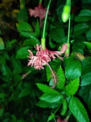 Hibiscus schizopetalus image