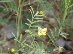 Hippocrepis ciliata