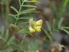 Hippocrepis ciliata