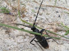 Cerambyx cerdo