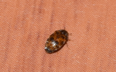 Trogoderma sternale