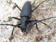 Cerambyx cerdo
