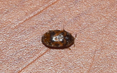 Trogoderma sternale