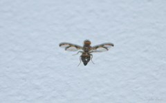 Xanthacrona bipustulata