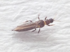 Panchaetothripidae