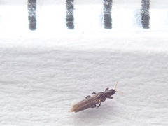 Panchaetothripidae