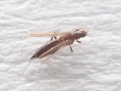Panchaetothripidae
