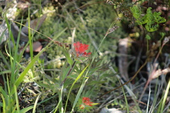 Castilleja hispida hispida