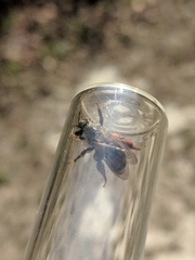 Andrena erythronii