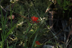 Castilleja hispida hispida