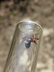 Andrena erythronii