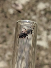 Andrena erythronii