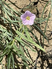 Polymeria longifolia
