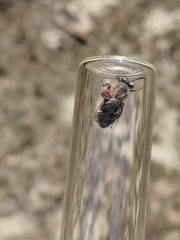 Andrena erythronii