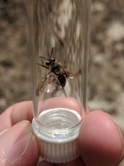 Andrena erythronii