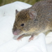 Soft Grass Mouse - Photo (c) Daniel Hualpa, some rights reserved (CC BY-NC), uploaded by Daniel Hualpa