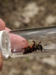 Andrena erythronii