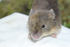 Akodon mollis