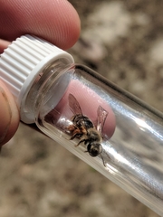 Andrena erythronii