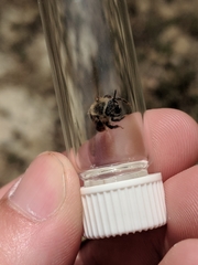 Andrena erythronii
