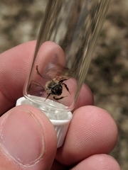 Andrena erythronii