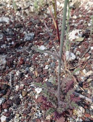 Saltugilia splendens