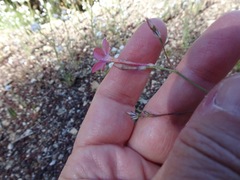 Saltugilia splendens