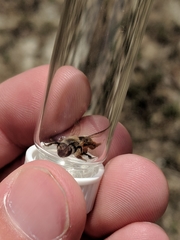 Andrena erythronii