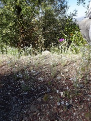 Saltugilia splendens