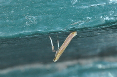 Caloptilia invariabilis