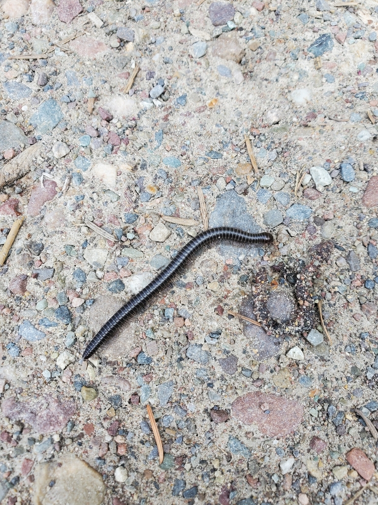 Californiulus parvior