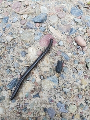 Californiulus