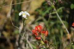 Castilleja hispida hispida