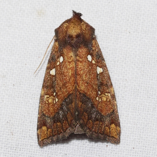 Thistle Stem Borer Moth photo 3